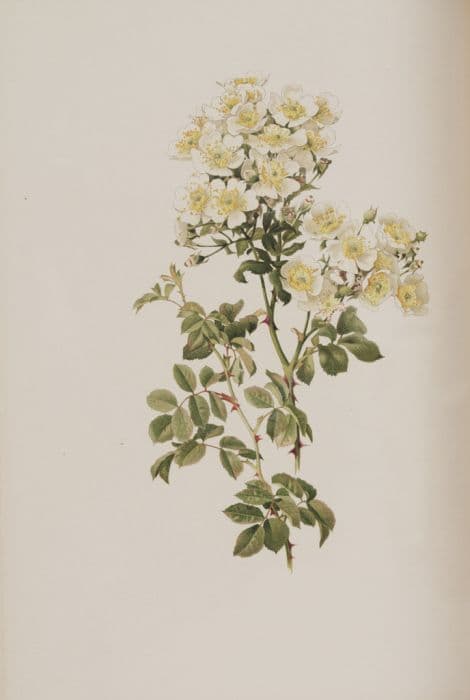 Soulié's rose