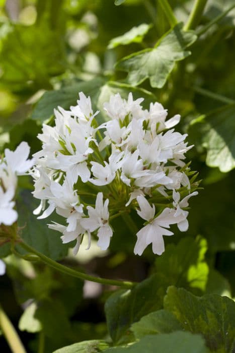 pelargonium 'Arctic Star'