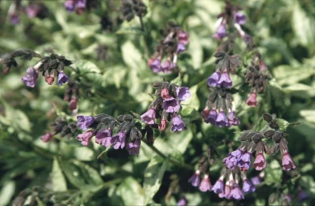 Lungwort 'Cotton Cool'