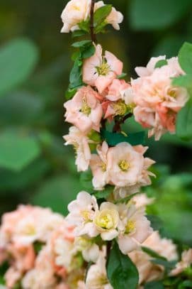 Japanese quince 'Geisha Girl'