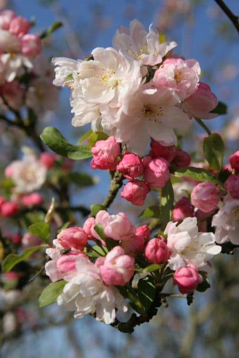 crab apple 'Snowcloud'