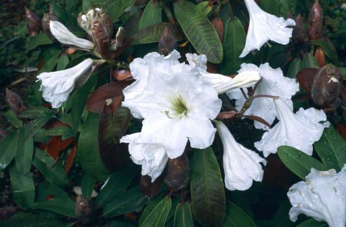 rhododendron 'Polar Bear'