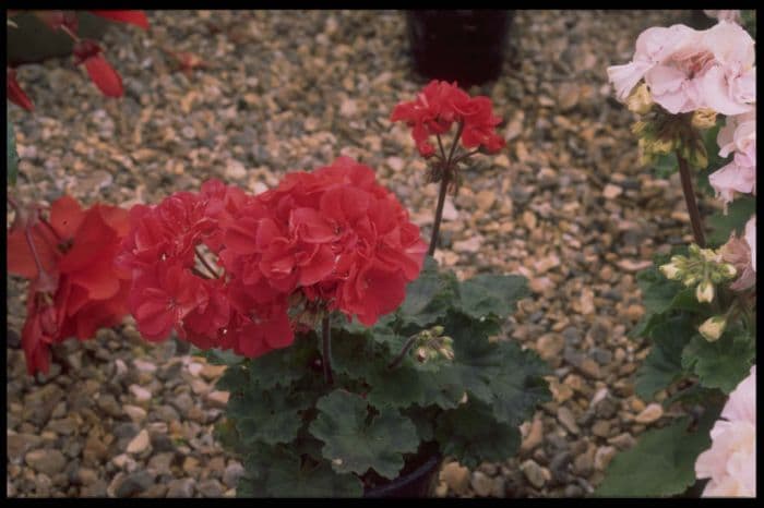 pelargonium 'Rosita'