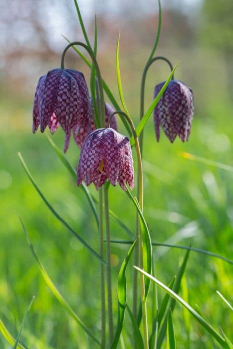 snake's head fritillary