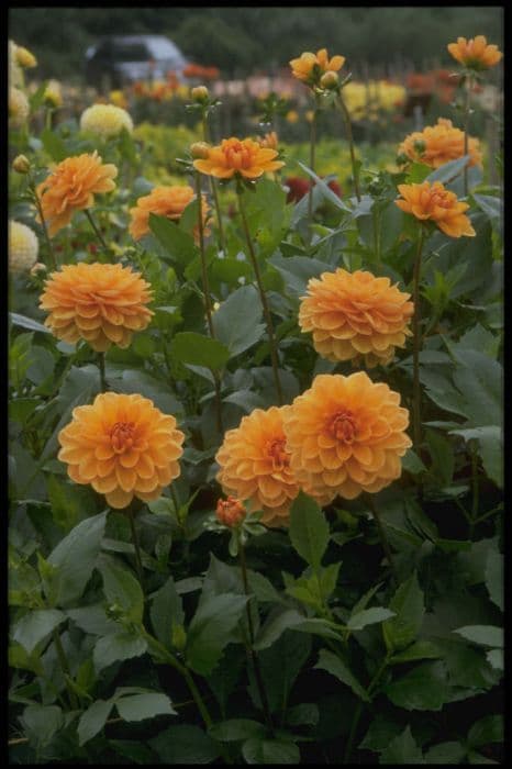 dahlia 'Yelno Harmony'