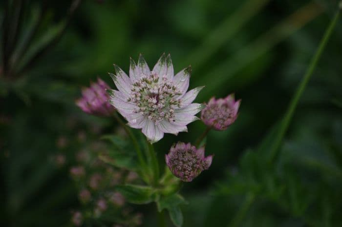 small black masterwort