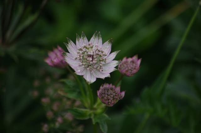 Small black masterwort