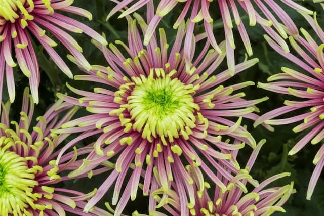 Chrysanthemum 'Baltazar'