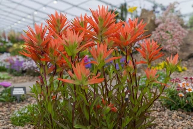 Giant Red Indian Paintbrush