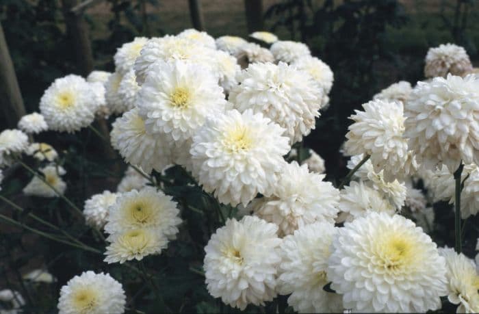 chrysanthemum 'Anna Marie'