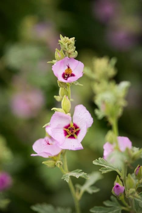 globe mallow 'Hopleys Lavender'