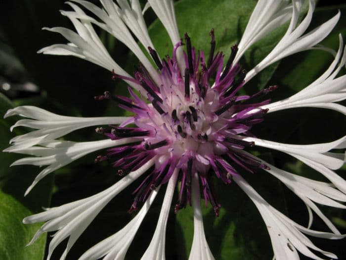 knapweed 'Amethyst on Ice'