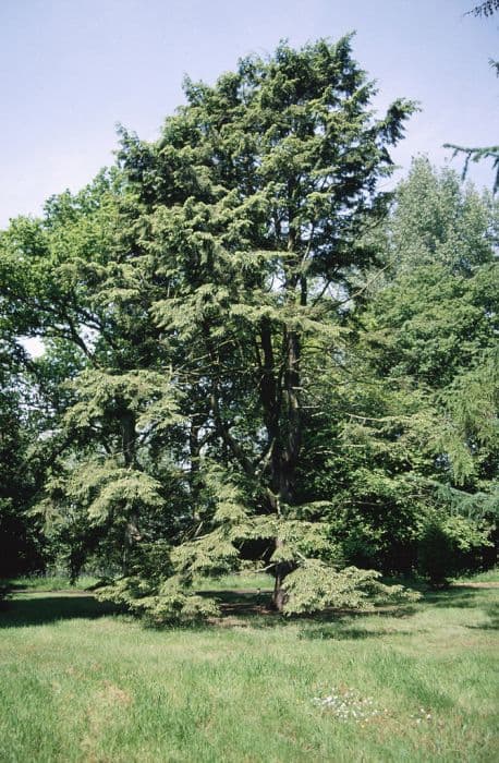 eastern hemlock