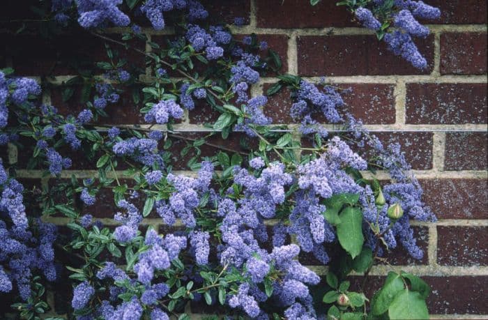 Californian lilac 'Cascade'