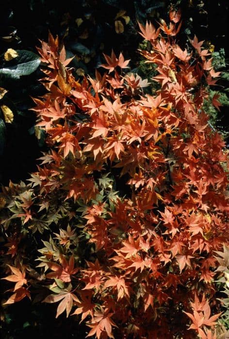 Japanese maple