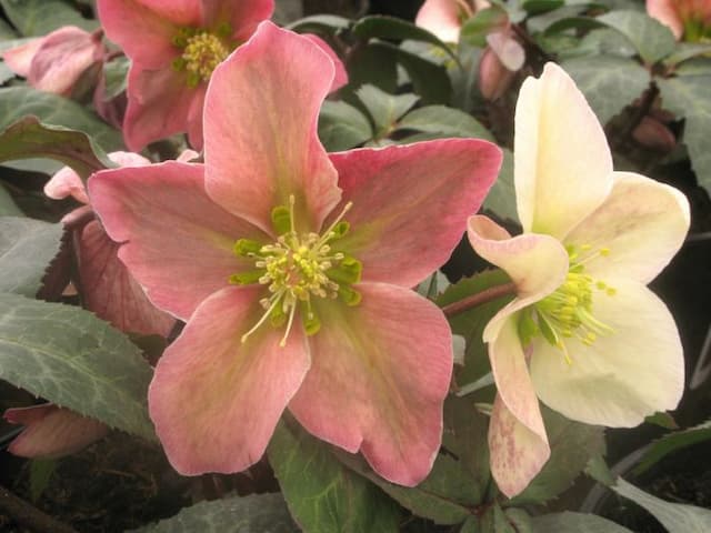 Hellebore 'Ruby Glow'