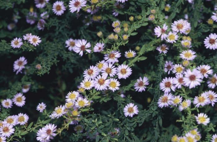 aster 'Blue Star'