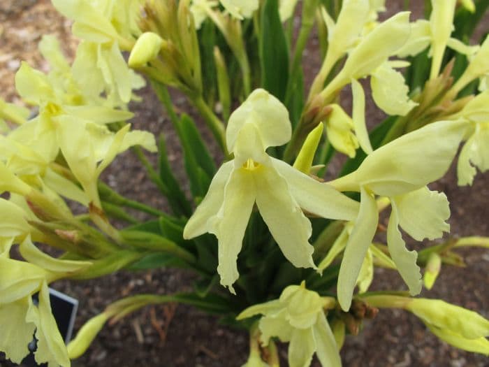 cautleya-flowered roscoea 'Vanilla'