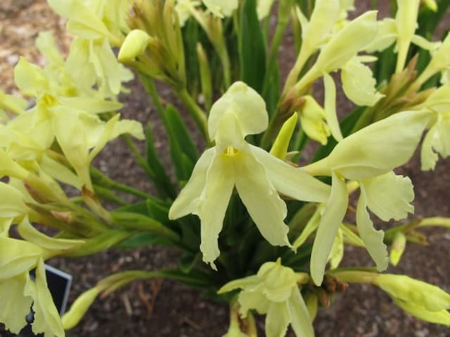 Cautleya-flowered roscoea 'Vanilla'