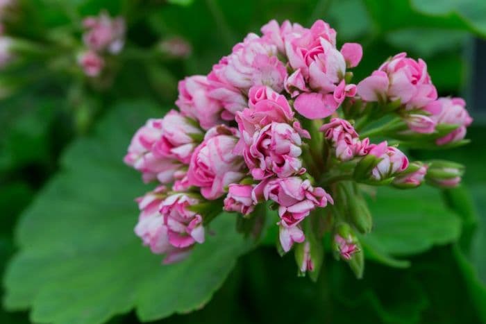 pelargonium 'Pink Rambler'