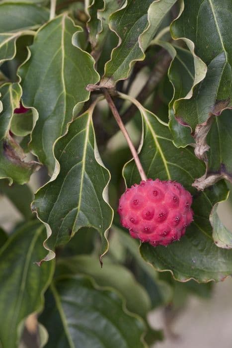 kousa 'Bultinck's Giant'