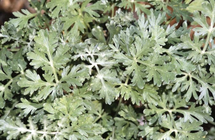 wormwood 'Lambrook Mist'