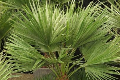 dwarf fan palm 'Vulcano'