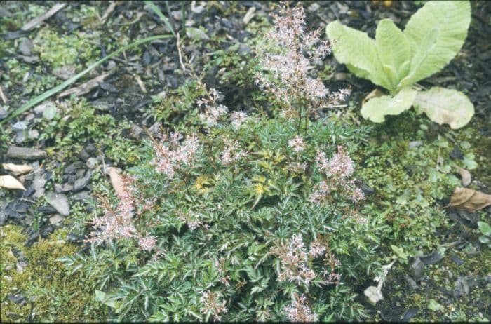 smooth rock astilbe