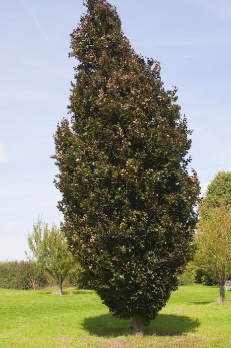 beech 'Rohan Obelisk'