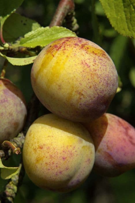 plum 'Jefferson'