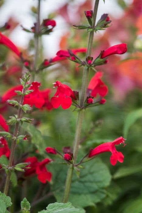 sage 'Hot Trumpets'