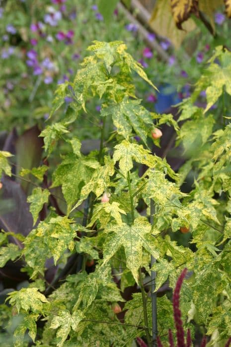 painted abutilon 'Thompsonii'