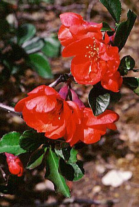 Japanese quince 'Rowallane'