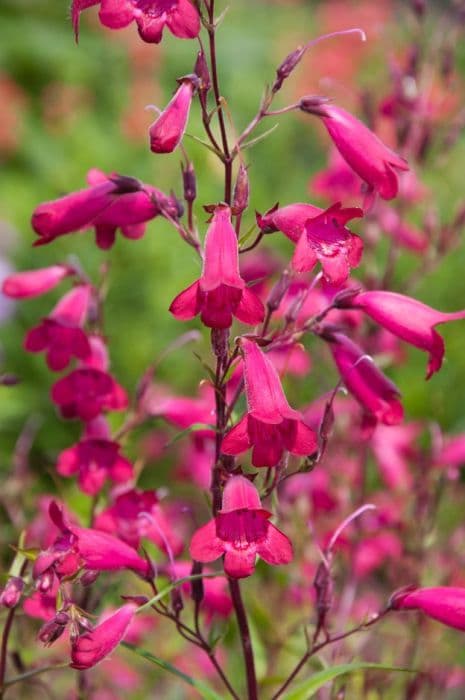 Penstemon 'Andenken en Friedrich Hahn'