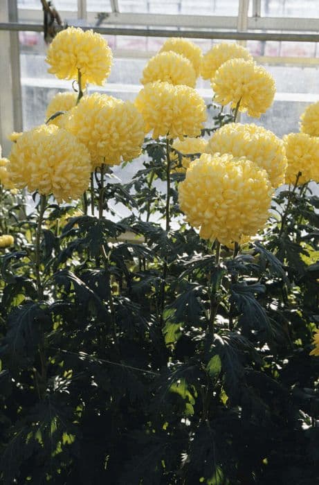 Chrysanthemum 'Golden Snowdon'