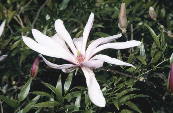 magnolia 'Betty'