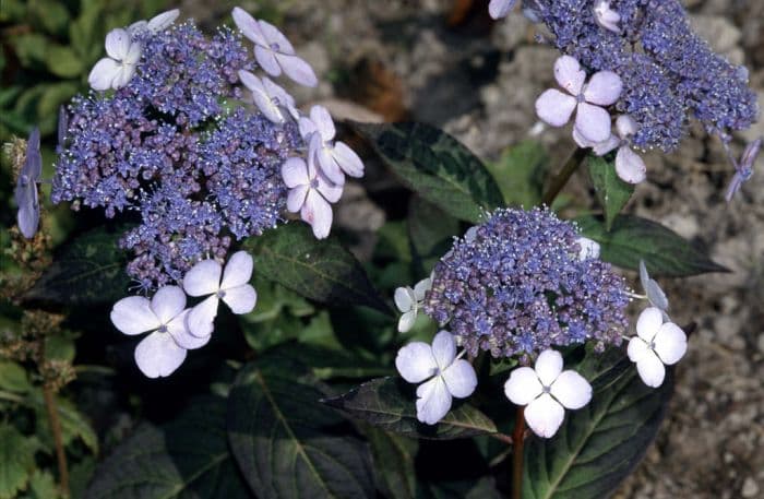 hydrangea 'Bluebird'