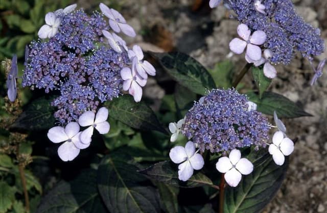 Hydrangea 'Bluebird'