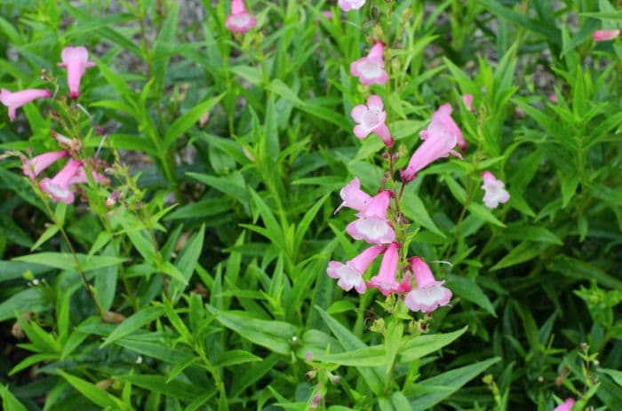 penstemon 'George Elrick'