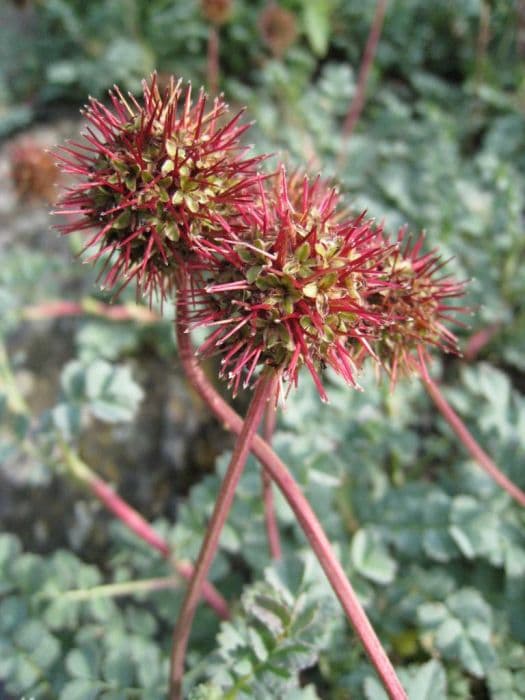 New Zealand bur