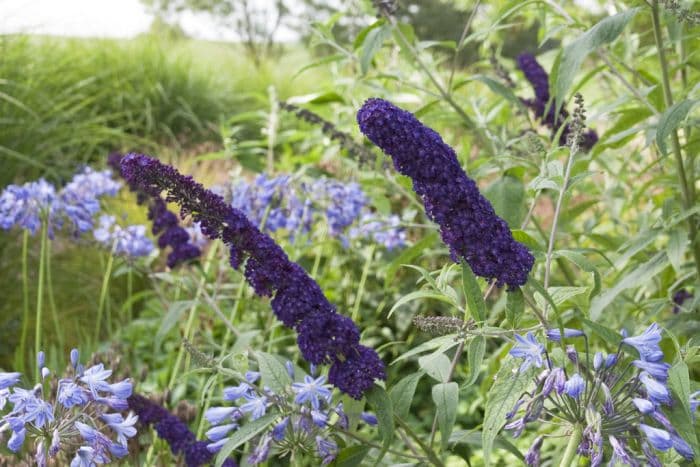 butterfly bush 'Black Knight'