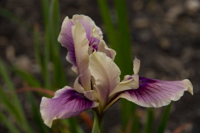 iris Californian hybrids