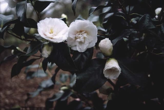Camellia 'Tricolor'