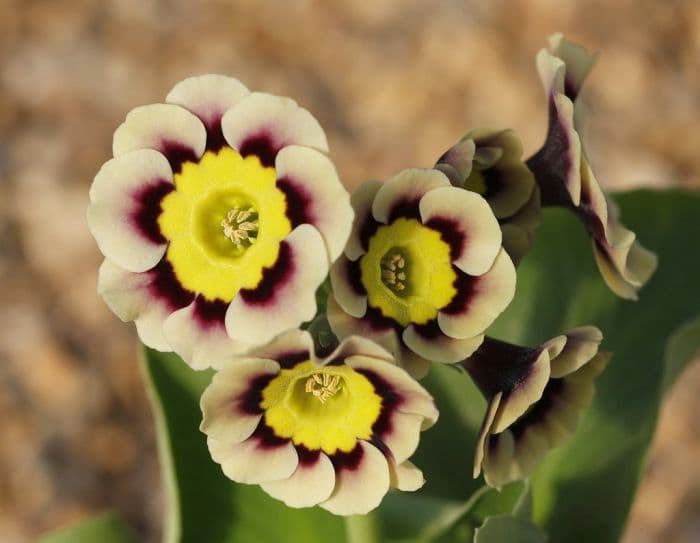 auricula 'Sirius'