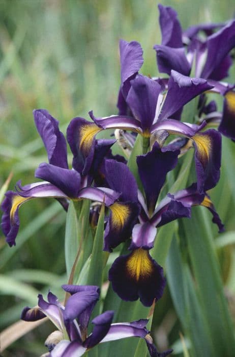 iris 'Kitt Peak'