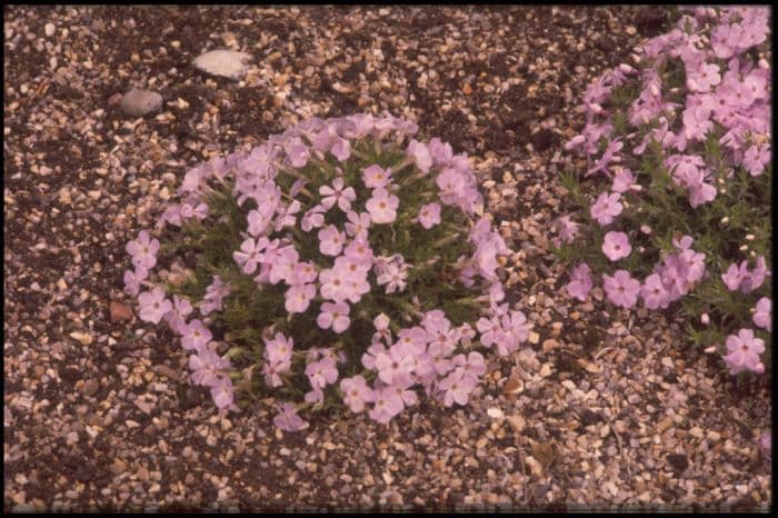 phlox 'Iceberg'