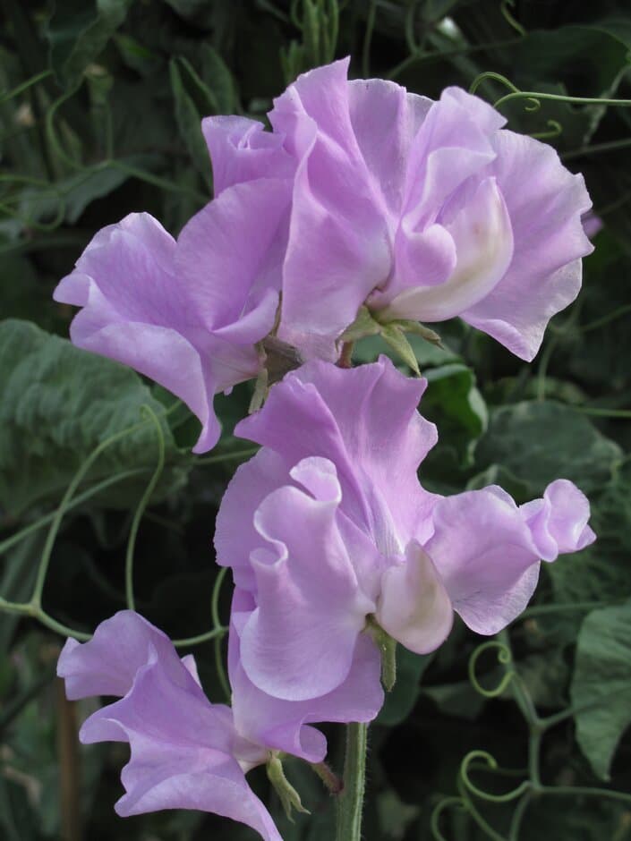 Sweet Pea 'Kate Cumberpatch'