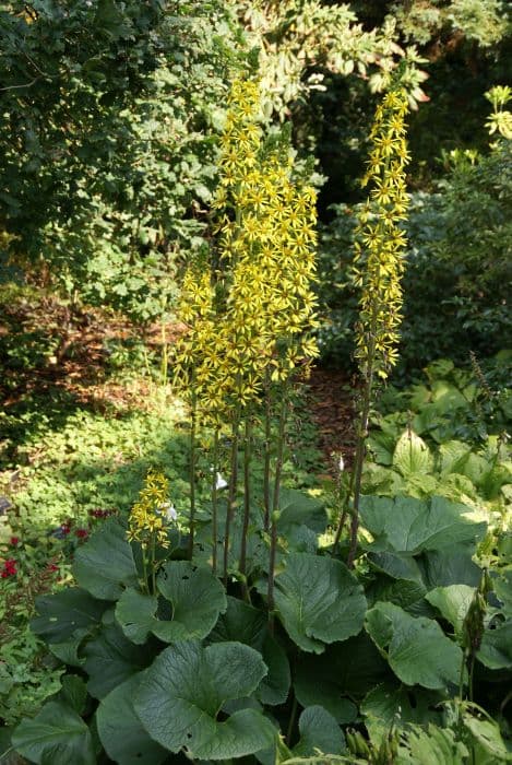 Fischer's leopard plant