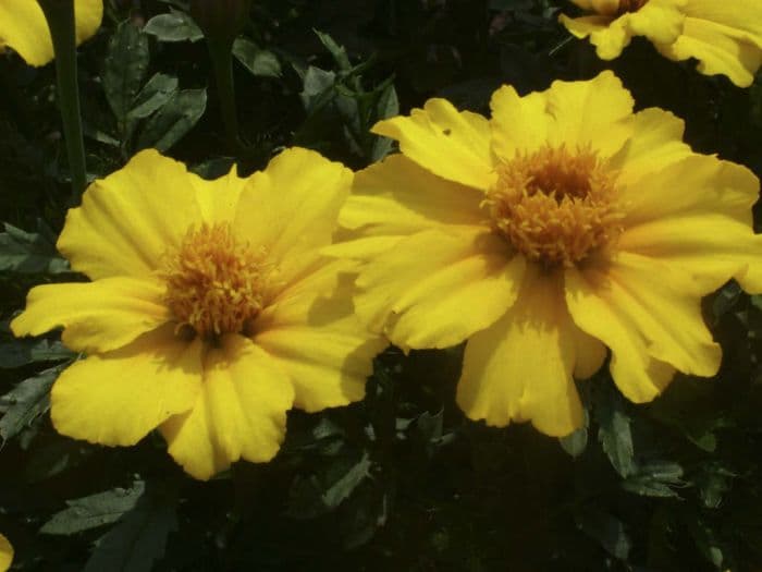 French marigold 'Disco Yellow'