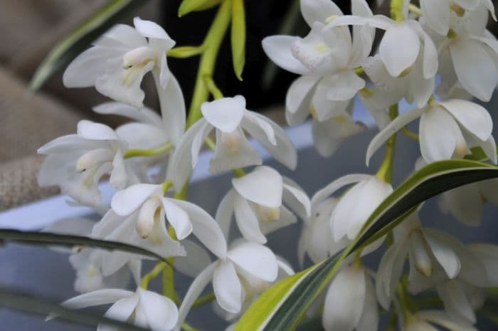 boat orchid 'Ice Cascade'